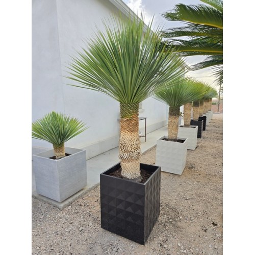 Yucca rostrata ejemplar maceta Ceramik